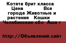 Котята брит класса › Цена ­ 20 000 - Все города Животные и растения » Кошки   . Челябинская обл.,Аша г.